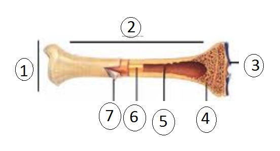 FIGURA 1